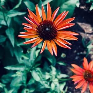 Meet your Posher, Callie